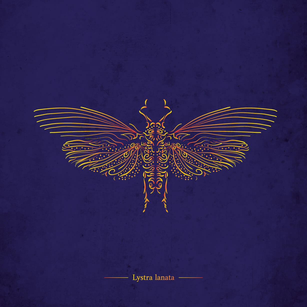 Lystra lanata – Image 2