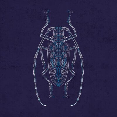 Le grand capricorne - Coléoptère Cerambyx cerdo