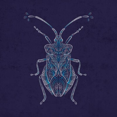 Punaise Corée marginée