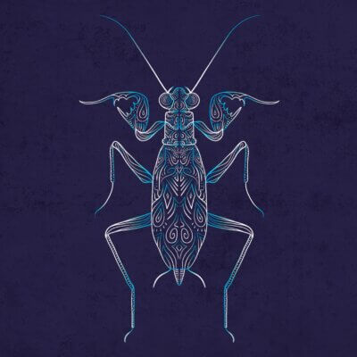 Mante Metallyticus splendidus